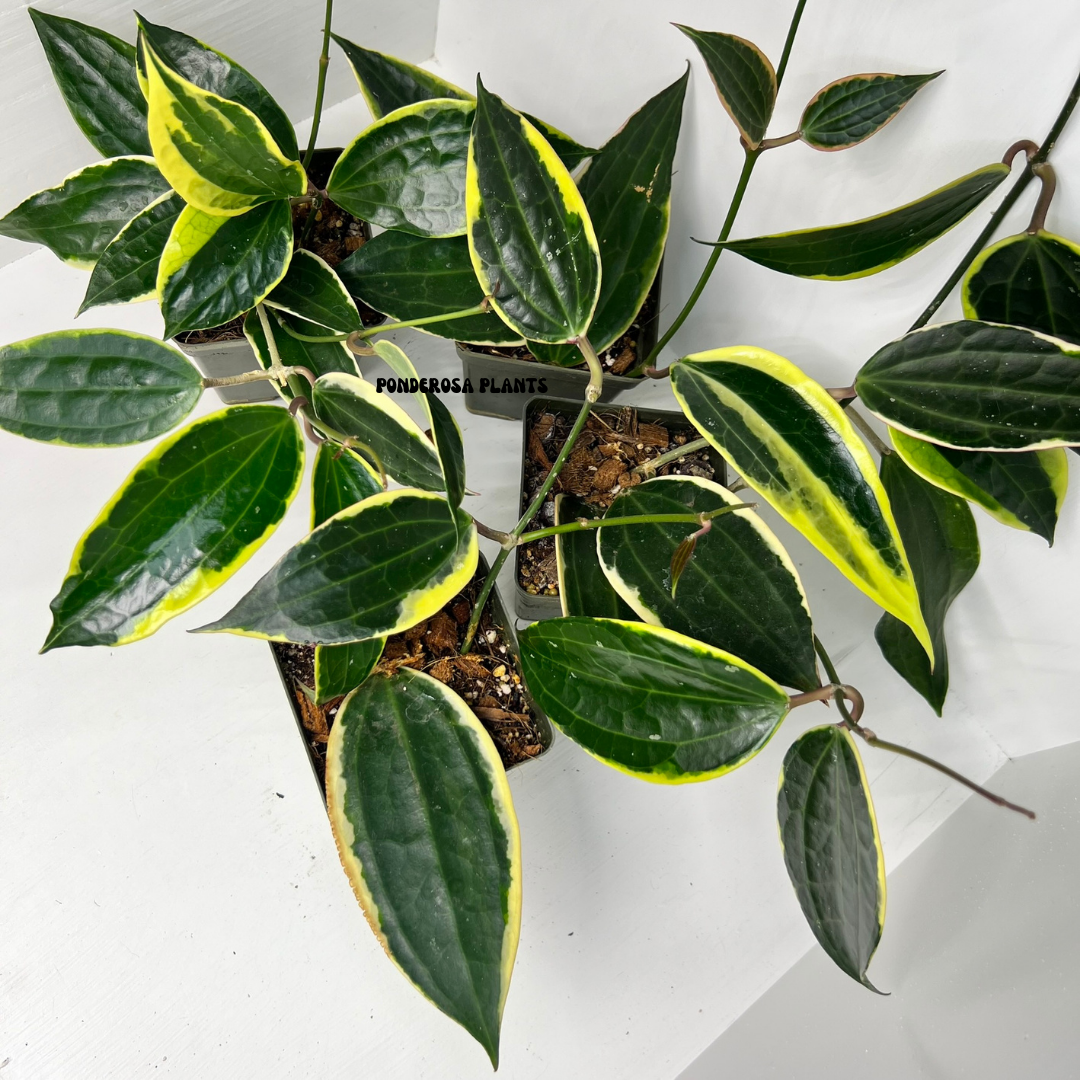 hoya macrophylla variegated
