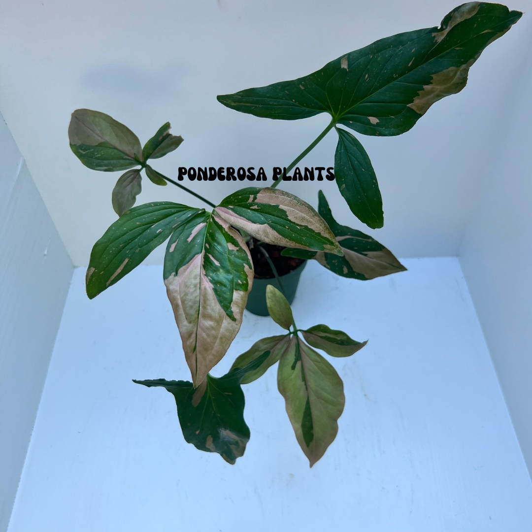 syngonium podophyllum "pink splash"