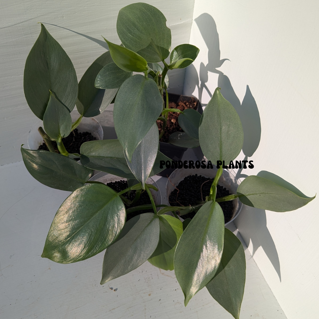 philodendron hastatum