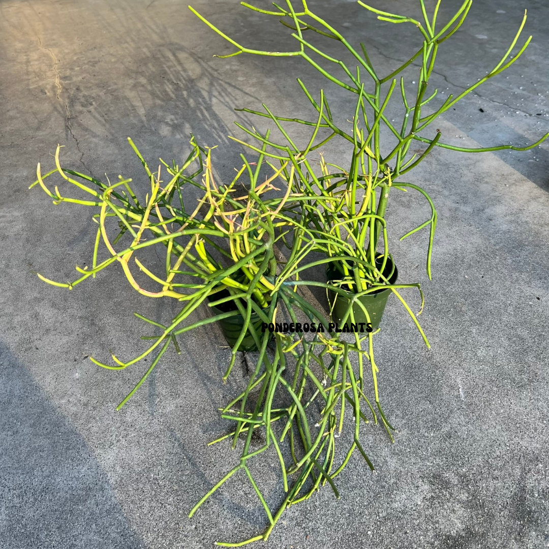 euphorbia tirucalli 4 inch