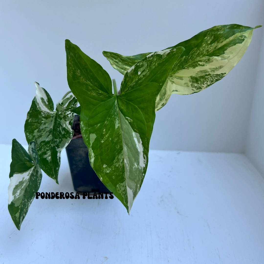 albo variegated syngonium podophyllum