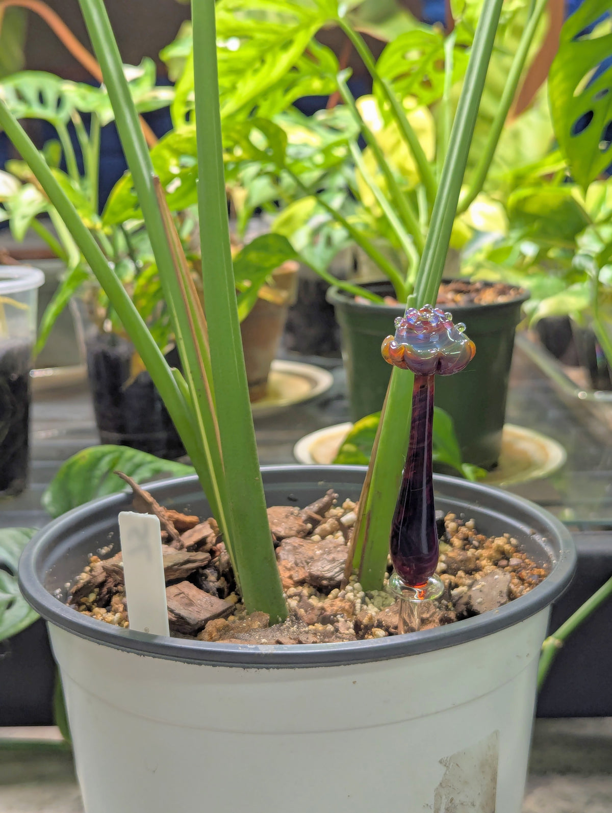 mushroom plant stake #1