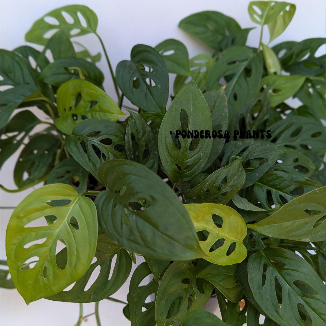 monstera adansonii