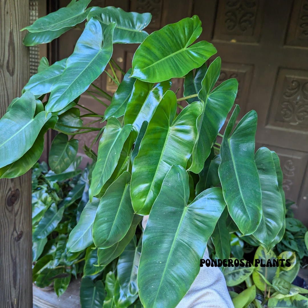 burle marx philodendron (mature)