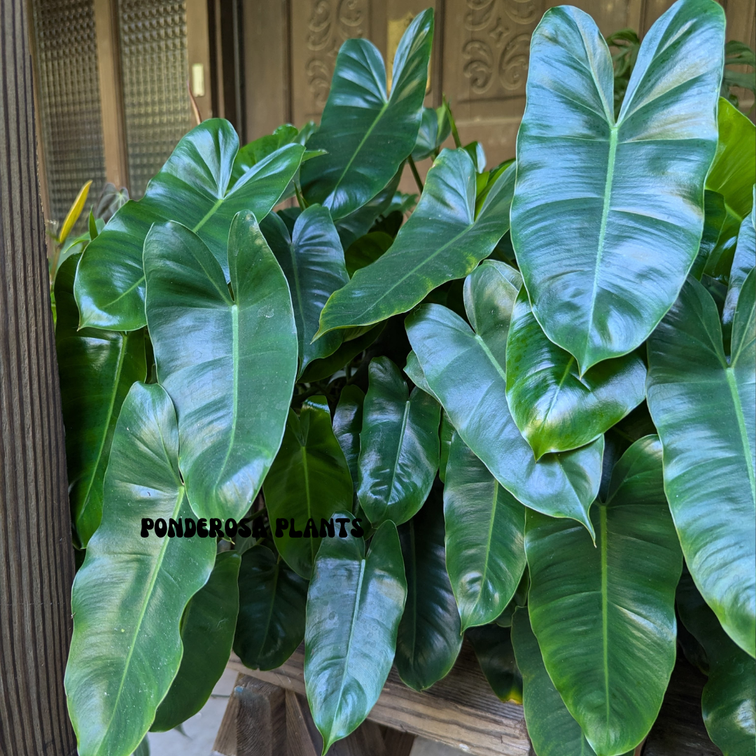 burle marx philodendron (mature)