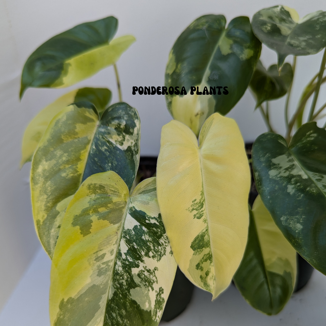 burle marx philodendron variegated (medium)