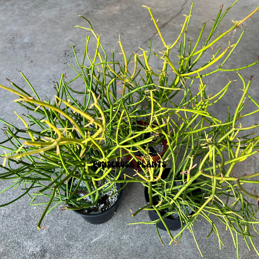 euphorbia tirucalli 8 inch