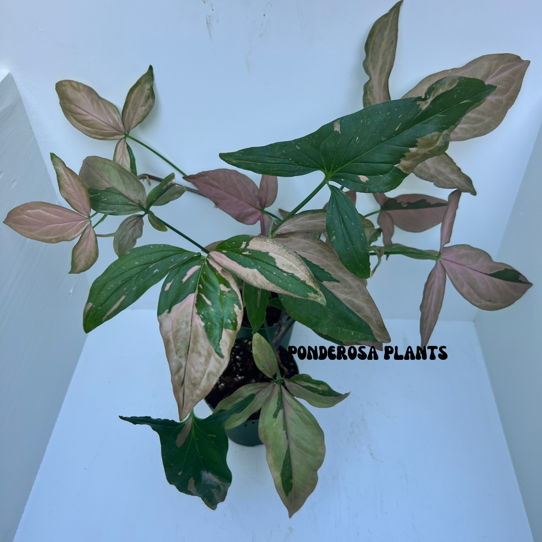 syngonium podophyllum "pink splash"