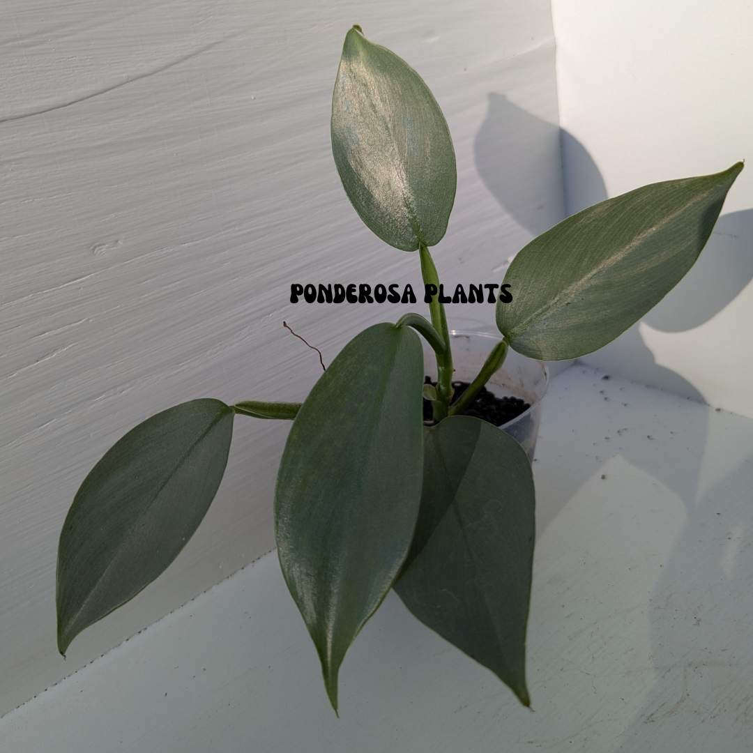 philodendron hastatum
