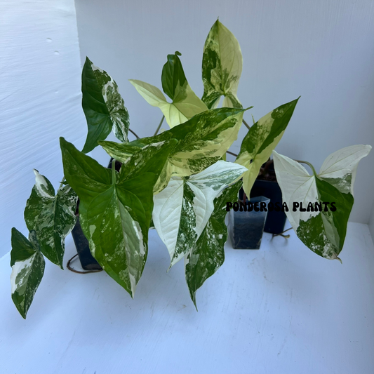 albo variegated syngonium podophyllum