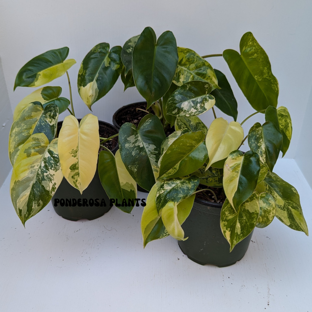 burle marx philodendron variegated (medium)